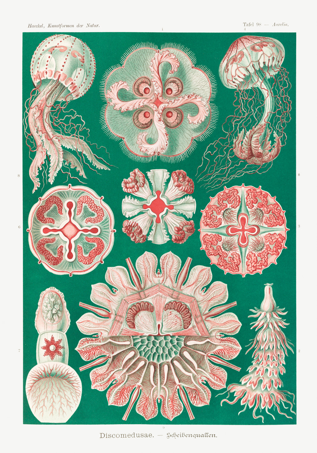 Ernst Haeckel — Jellyfish II