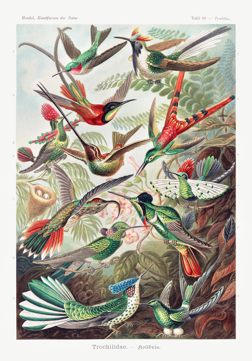 Ernst Haeckel — Hummingbirds