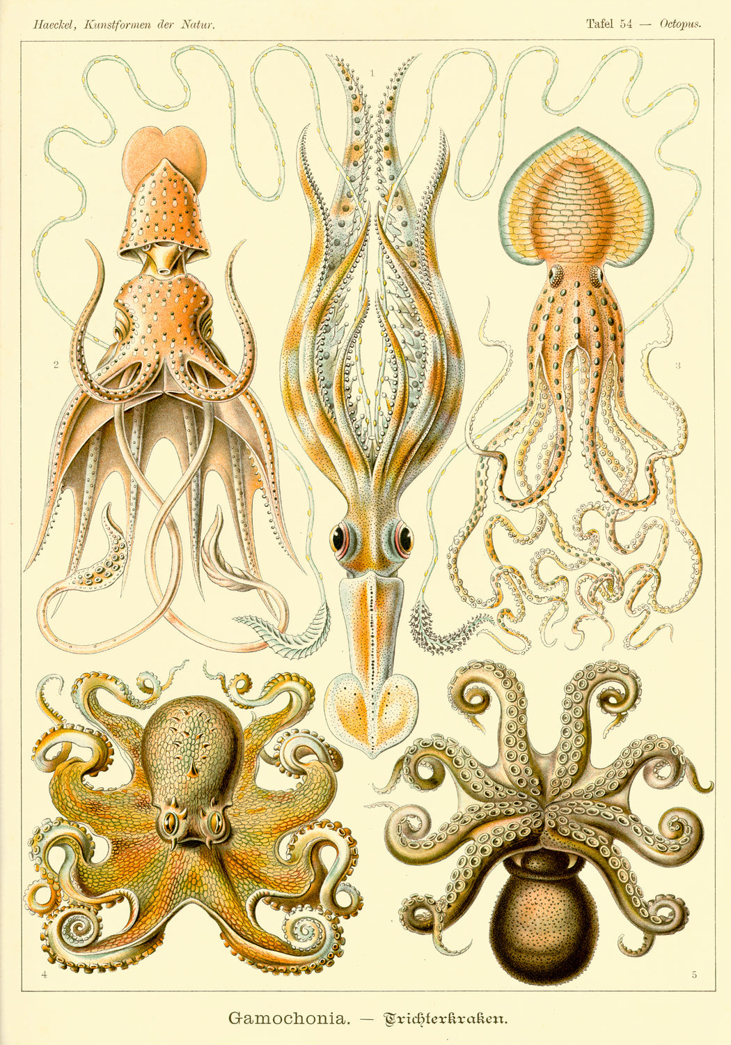 Ernst Haeckel — Art Forms in Nature