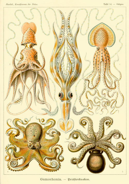 Ernst Haeckel — Art Forms in Nature