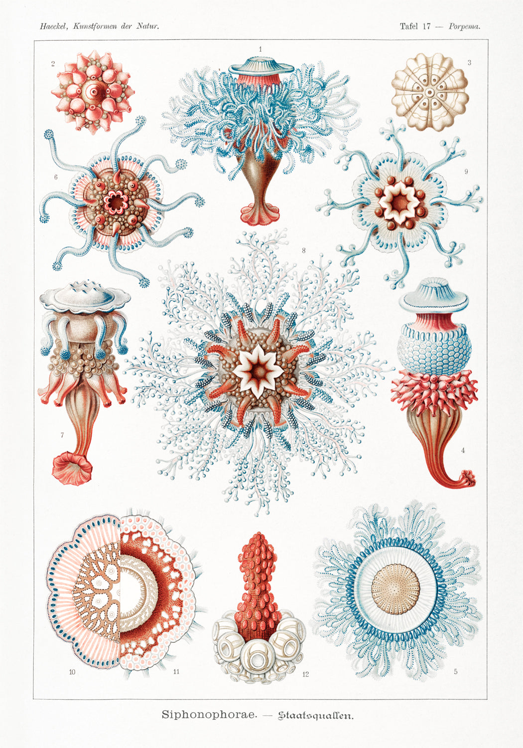 Ernst Haeckel — Plate No. 230