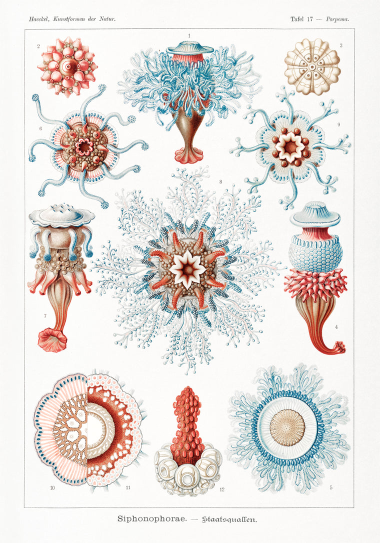 Siphonophorae by Ernst Haeckel