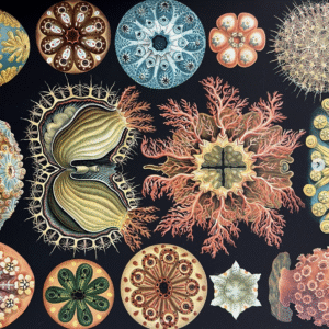ერნსტ ჰეკელი; Ernst Haeckel; beauty; poster; vintage; Haeckel art