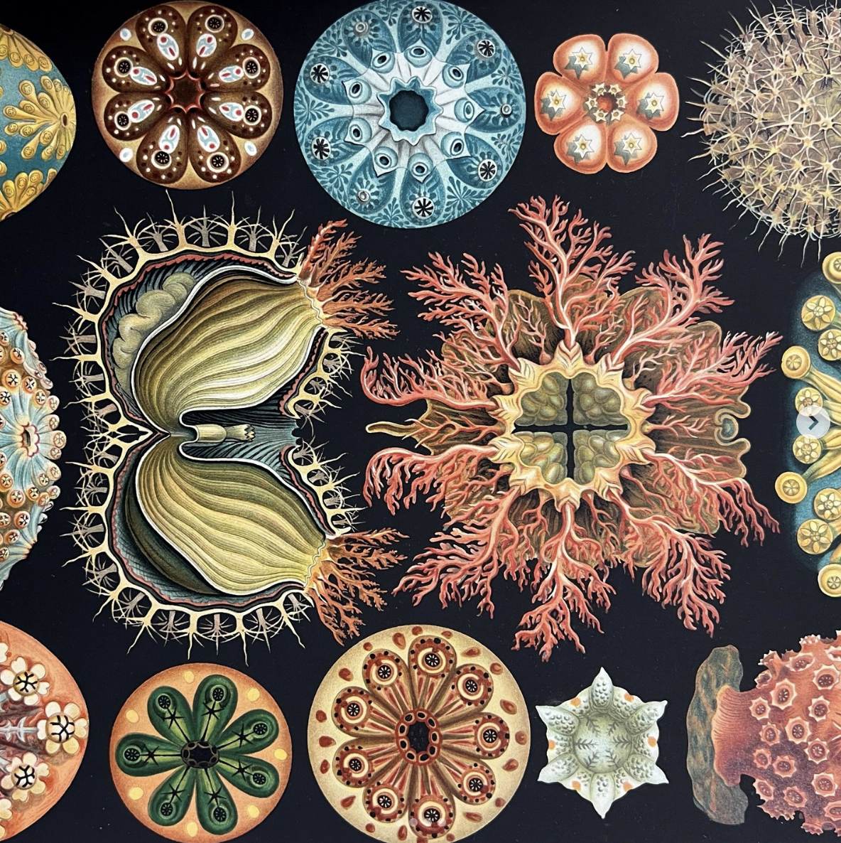 ერნსტ ჰეკელის საოცარი სამყარო